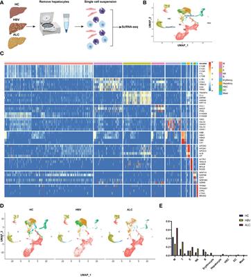 Frontiers | Single-cell RNA Transcriptomics Reveals Differences In The ...